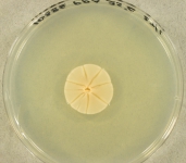 pda · 14d · 35C