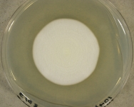 pda · 21d · 30C