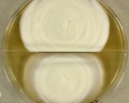 28d · 30C