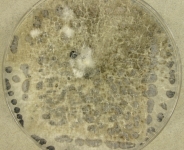 pdaC · 29d · 22C