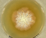 pdac · 14d · 35C