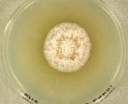 pdac · 14d · 18C