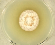 pdac · 14d · 18C