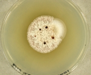 pdac · 14d · 18C