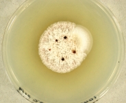 pdac · 14d · 18C