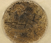 PDA · 30C
