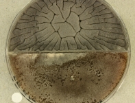 14d · 35C