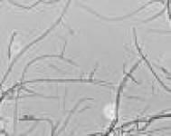 7d