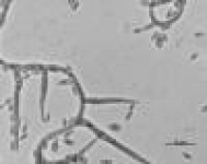 7d