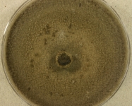 pda · 26d · 30C