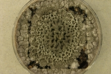 CERc · 25C