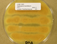 PDA · 25d · 30C