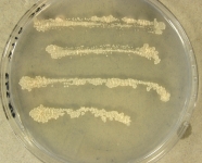 PDA · 9d · 35C