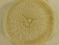 35C