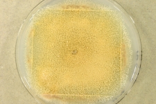 OATc · 35d · 25C