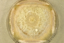PDAc · 35d · 25C