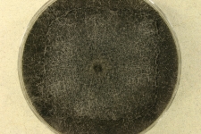 PDAc · 35d · 25C