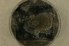 OATc · 30d · 30C
