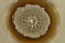 PDAc · 16d · 25C