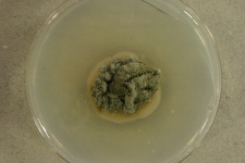 PDAc · 36d