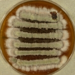PDAC · 47d · 25C