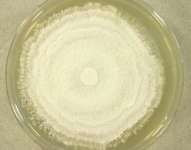 PDAC · 51d · 25C