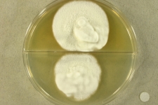 21d · 30C