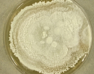 PDAC · 51d · 25C