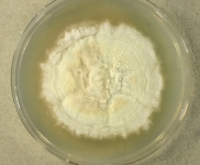 PDAC · 36d · 30C