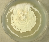 PDAC · 36d · 30C