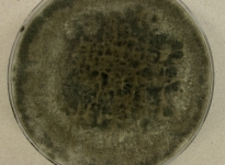 PDA · 14d · 30C