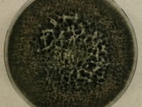 PDA · 14d · 30C