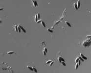 PDAC · 21d · 30C