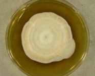 PDA · 13d · 35C