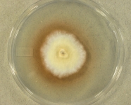 11d · 30C