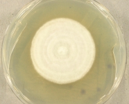 PDAC · 28d · 30C