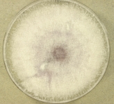 PDA · 14d · 30C