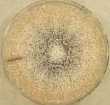 PDA · 13d · 25C