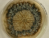 PDAC · 22d · 25C