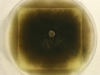OATC · 22d · 25C