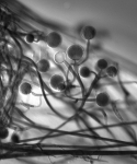 OAT · 3d · 30C · DIC