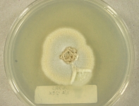 PDAC · 19d · 30C