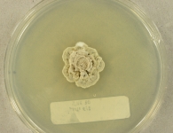 PDAC · 19d · 30C