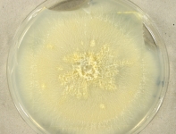 PDAC · 23d · 25C