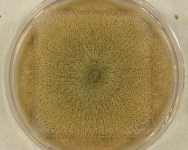 PDAC · 21d · 22C