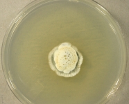 PDAC · 36d · 9C