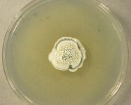 PDAC · 36d · 9C