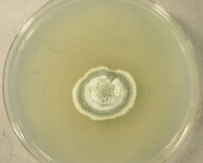 PDAC · 36d · 9C