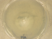 PDA · 14d · 30C