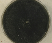 MEA · 28d · 22C